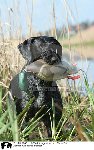Deutsch Drahthaar / German wirehaired Pointer / IF-03865