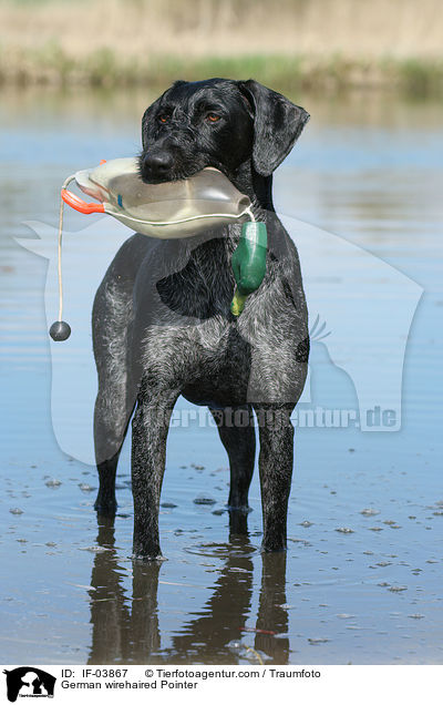 Deutsch Drahthaar / German wirehaired Pointer / IF-03867