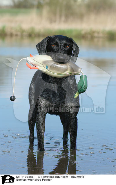 German wirehaired Pointer / IF-03868