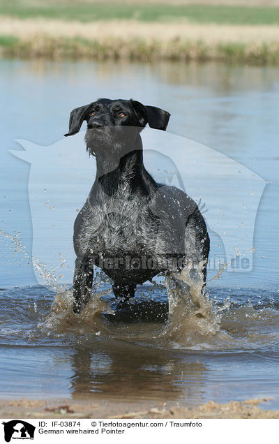 German wirehaired Pointer / IF-03874
