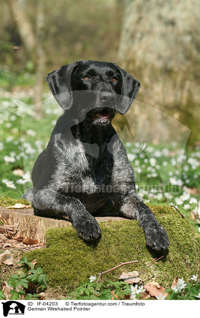 Deutsch Drahthaar / German Wirehaired Pointer / IF-04203