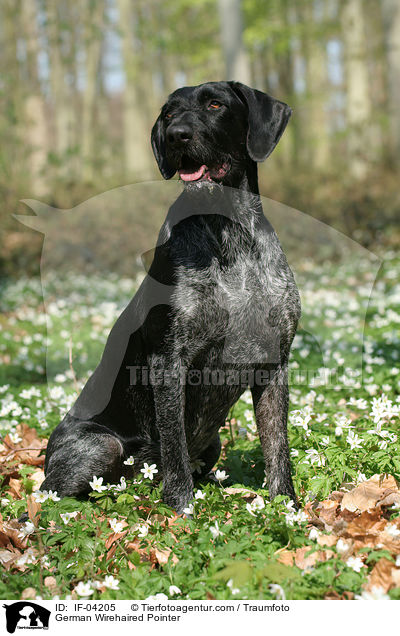 Deutsch Drahthaar / German Wirehaired Pointer / IF-04205