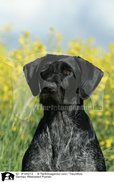 Deutsch Drahthaar / German Wirehaired Pointer / IF-04213