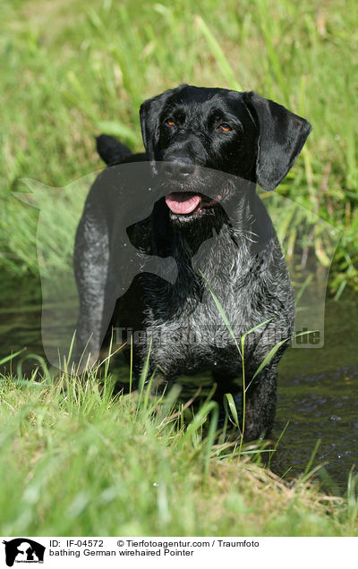 badender Deutsch Drahthaar / bathing German wirehaired Pointer / IF-04572