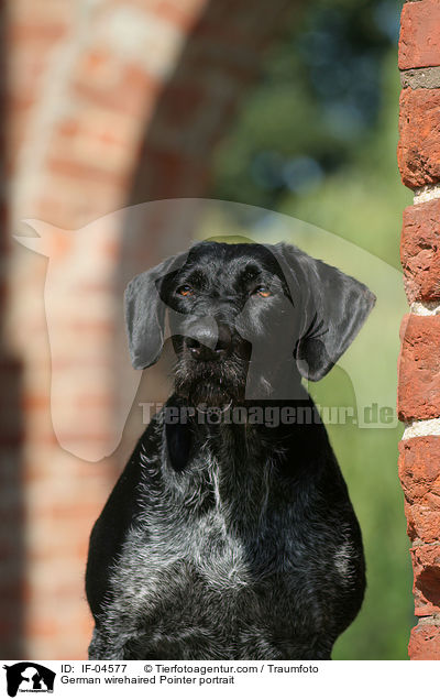 Deutsch Drahthaar Portrait / German wirehaired Pointer portrait / IF-04577