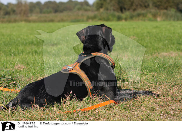 Jagdhundausbildung / hunting training / IF-04775