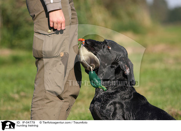Jagdhundausbildung / hunting training / IF-04779