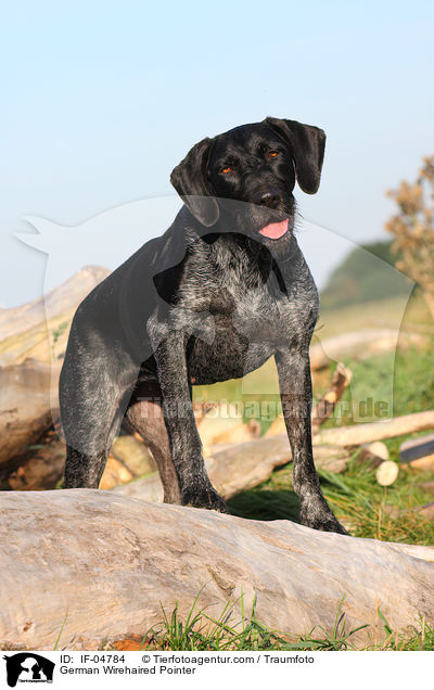 German Wirehaired Pointer / IF-04784