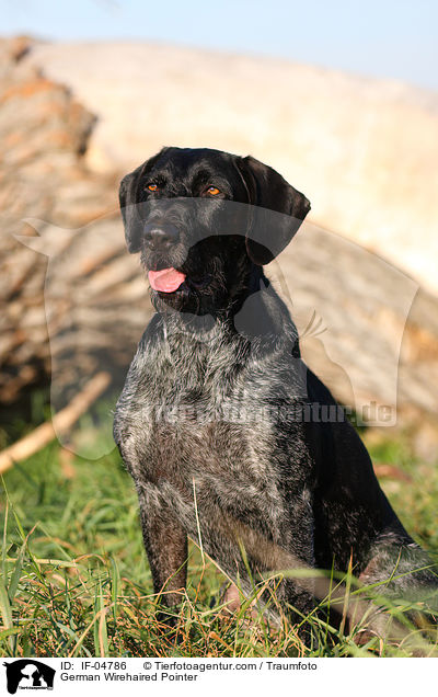 Deutsch Drahthaar / German Wirehaired Pointer / IF-04786