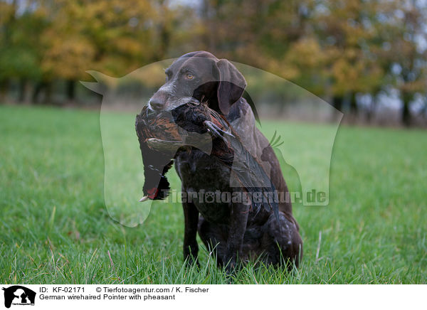 Deutsch Drahthaar mit Fasan / German wirehaired Pointer with pheasant / KF-02171