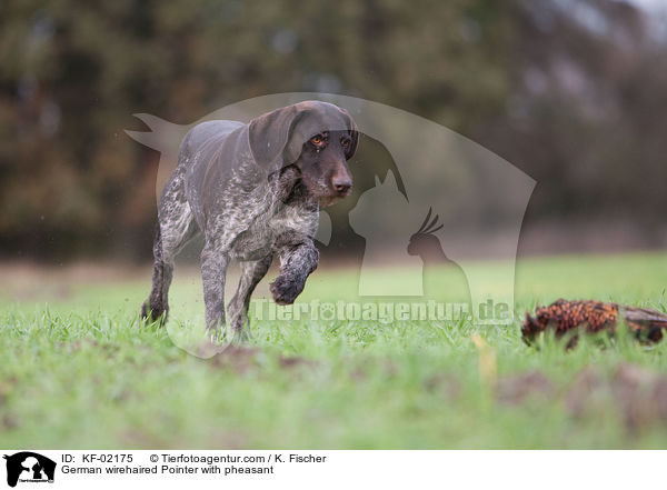 Deutsch Drahthaar mit Fasan / German wirehaired Pointer with pheasant / KF-02175