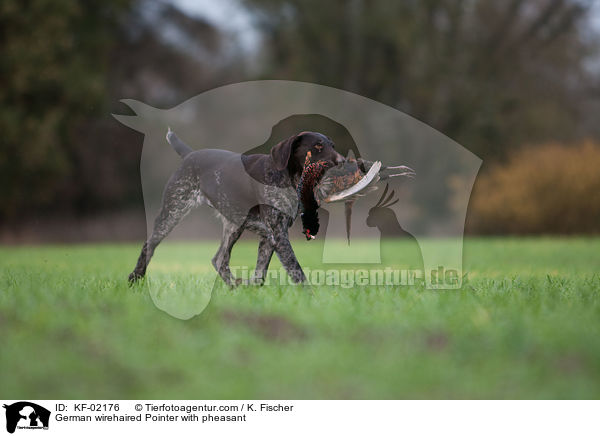 Deutsch Drahthaar mit Fasan / German wirehaired Pointer with pheasant / KF-02176
