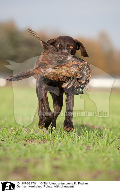 Deutsch Drahthaar mit Fasan / German wirehaired Pointer with pheasant / KF-02178