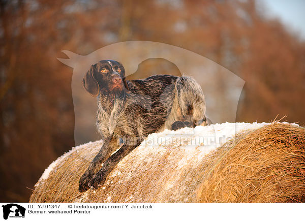 Deutsch Drahthaar / German wirehaired Pointer / YJ-01347