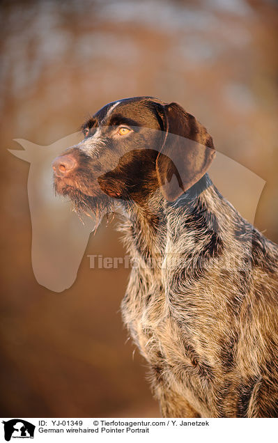 Deutsch Drahthaar Portrait / German wirehaired Pointer Portrait / YJ-01349
