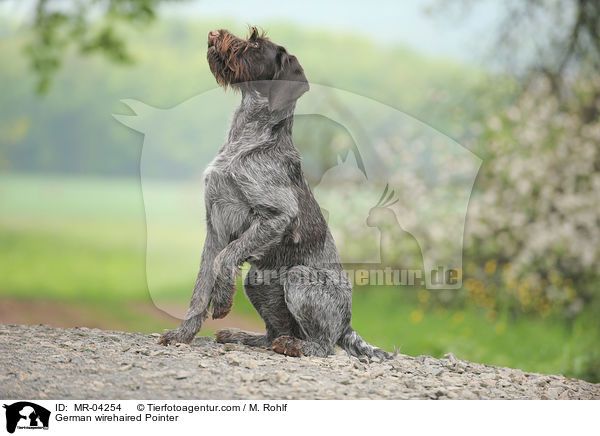 Deutsch Drahthaar / German wirehaired Pointer / MR-04254