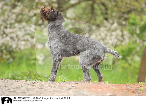 Deutsch Drahthaar / German wirehaired Pointer / MR-04257
