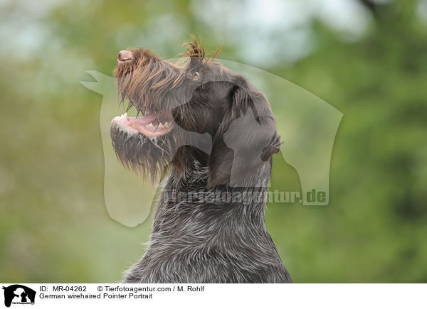 Deutsch Drahthaar Portrait / German wirehaired Pointer Portrait / MR-04262