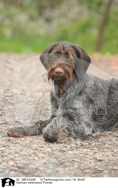 German wirehaired Pointer / MR-04266