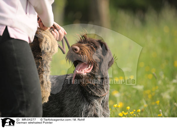 Deutsch Drahthaar / German wirehaired Pointer / MR-04277