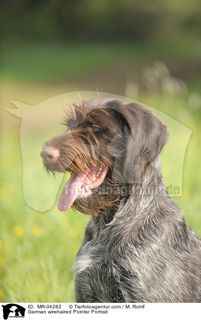 Deutsch Drahthaar Portrait / German wirehaired Pointer Portrait / MR-04282