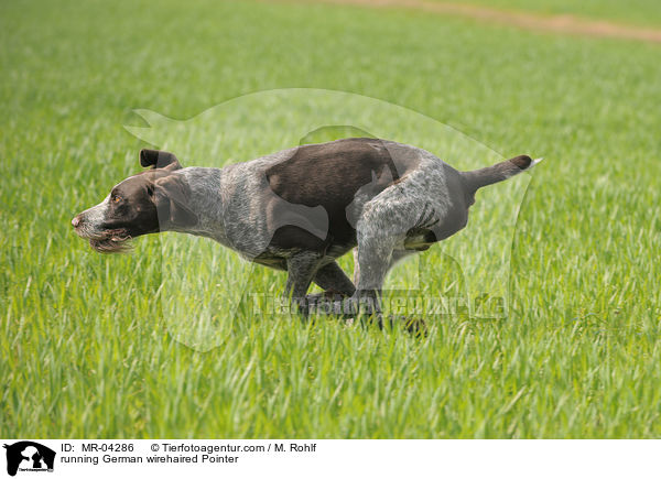 running German wirehaired Pointer / MR-04286