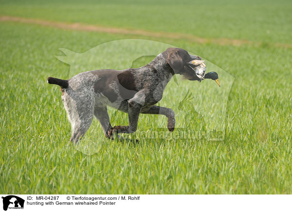 Deutsch Drahthaar bei der Jagd / hunting with German wirehaired Pointer / MR-04287
