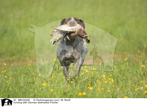 Deutsch Drahthaar bei der Jagd / hunting with German wirehaired Pointer / MR-04290