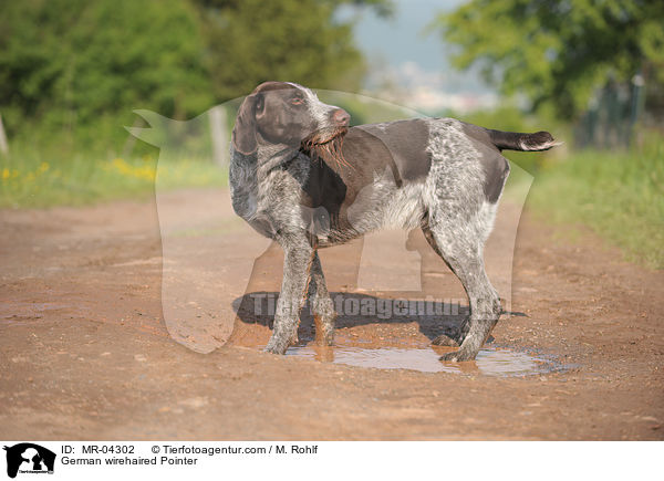 Deutsch Drahthaar / German wirehaired Pointer / MR-04302