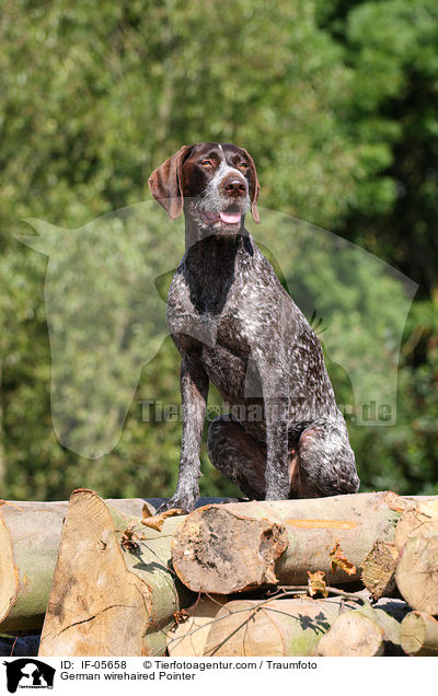 Deutsch Drahthaar / German wirehaired Pointer / IF-05658