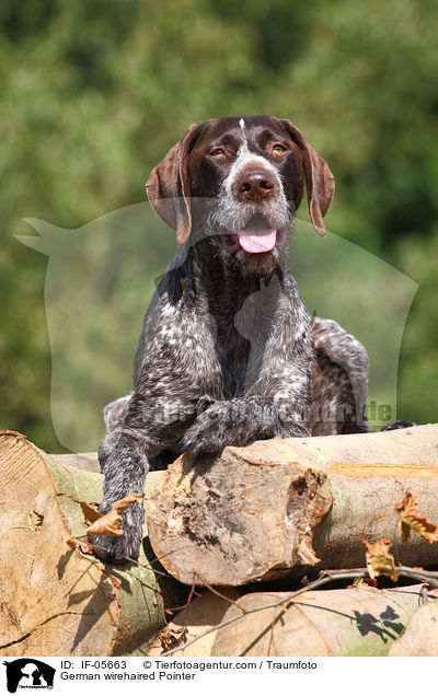 German wirehaired Pointer / IF-05663