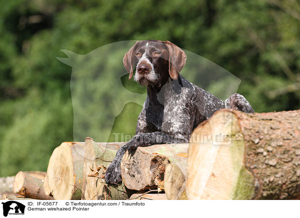 German wirehaired Pointer / IF-05677