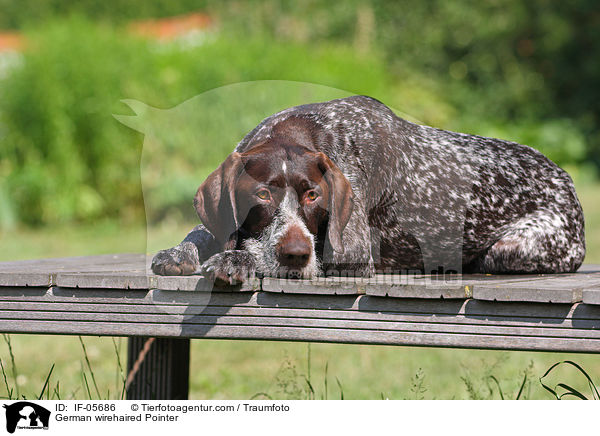 German wirehaired Pointer / IF-05686