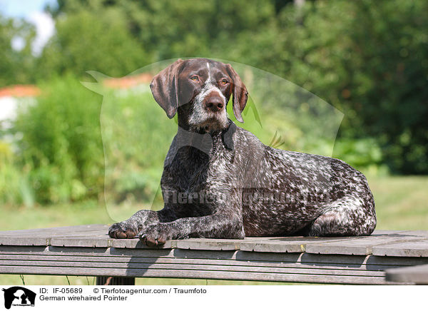 German wirehaired Pointer / IF-05689