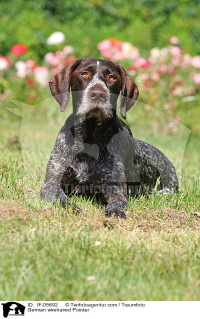 German wirehaired Pointer / IF-05692