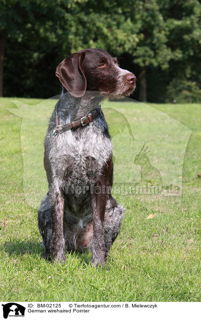 Deutsch Drahthaar / German wirehaired Pointer / BM-02125