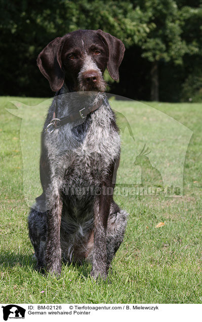Deutsch Drahthaar / German wirehaired Pointer / BM-02126