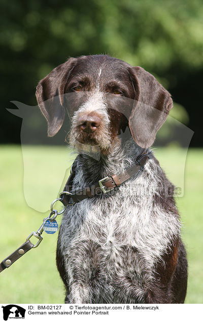 Deutsch Drahthaar Portrait / German wirehaired Pointer Portrait / BM-02127