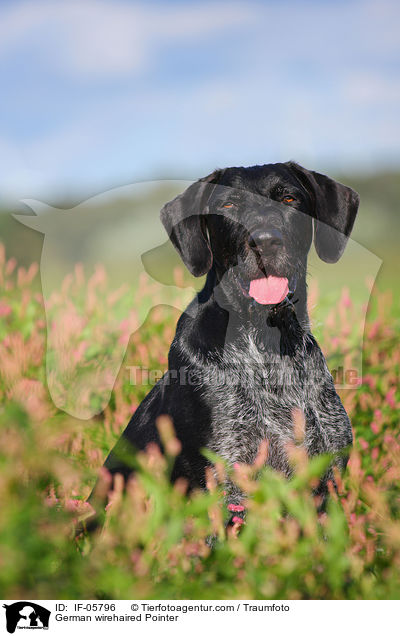 Deutsch Drahthaar / German wirehaired Pointer / IF-05796