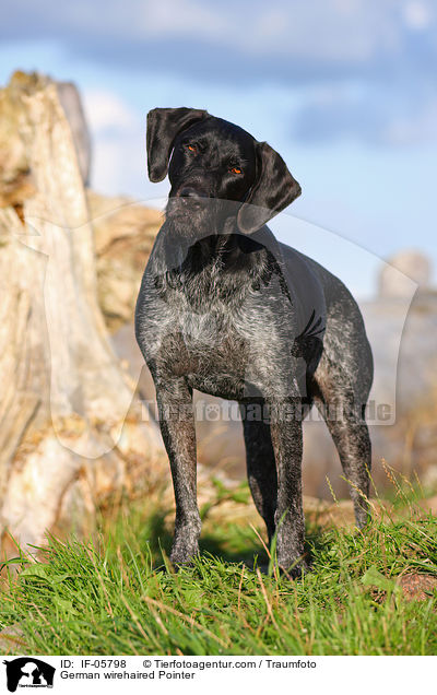 German wirehaired Pointer / IF-05798