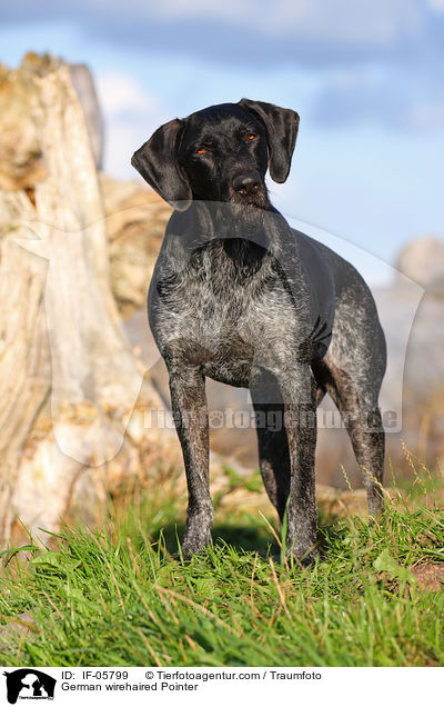 German wirehaired Pointer / IF-05799