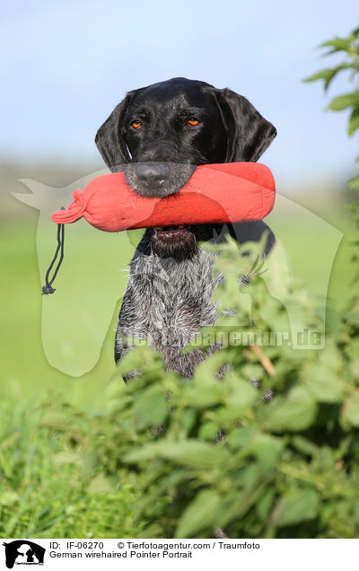 Deutsch Drahthaar Portrait / German wirehaired Pointer Portrait / IF-06270