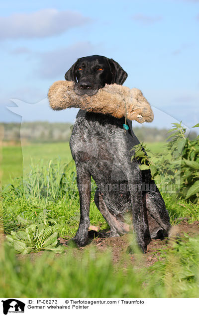 German wirehaired Pointer / IF-06273