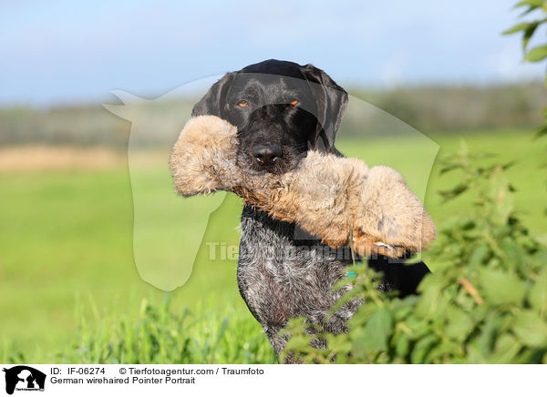 Deutsch Drahthaar Portrait / German wirehaired Pointer Portrait / IF-06274