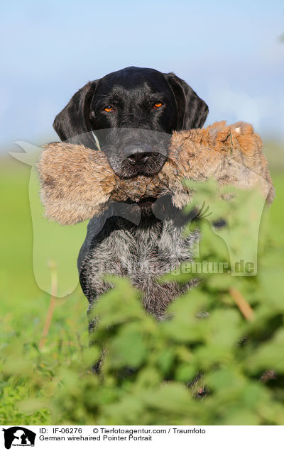 Deutsch Drahthaar Portrait / German wirehaired Pointer Portrait / IF-06276