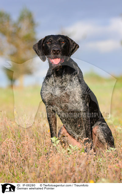 Deutsch Drahthaar / German wirehaired Pointer / IF-06280