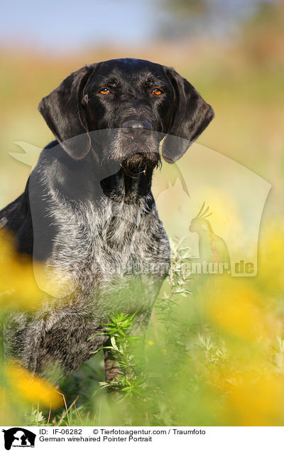 Deutsch Drahthaar Portrait / German wirehaired Pointer Portrait / IF-06282
