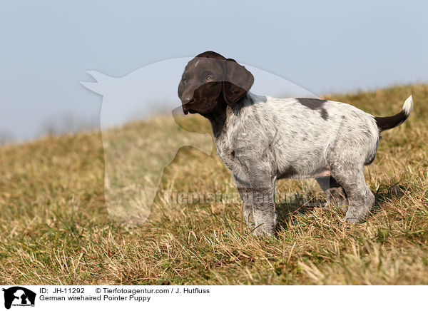 Deutsch Drahthaar Welpe / German wirehaired Pointer Puppy / JH-11292