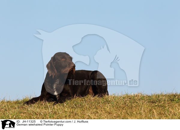 Deutsch Drahthaar Welpe / German wirehaired Pointer Puppy / JH-11325