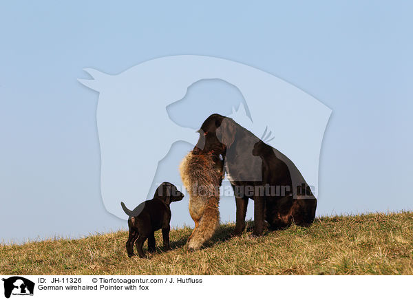 German wirehaired Pointer with fox / JH-11326